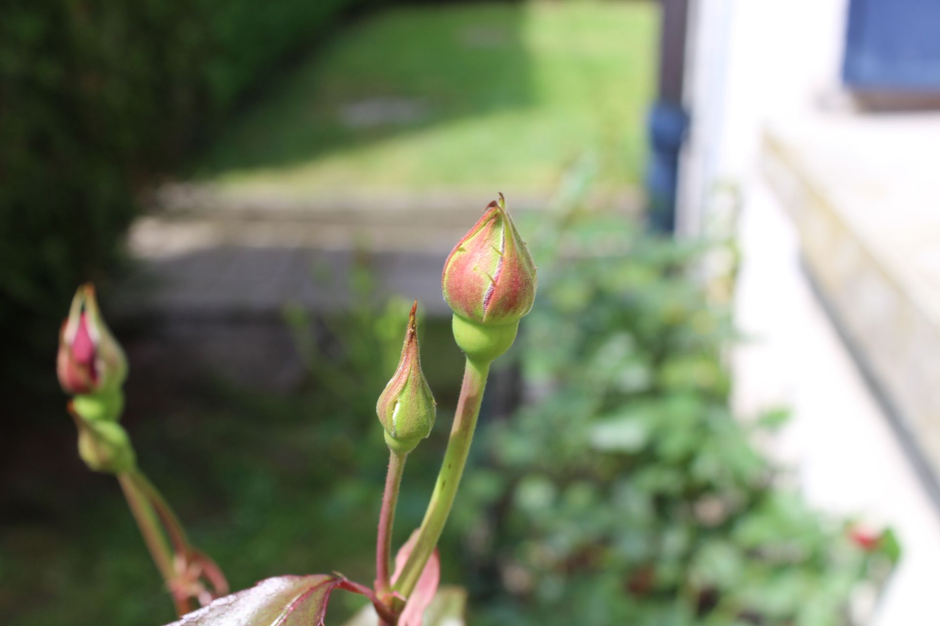 Blooming red rose and rosebuds