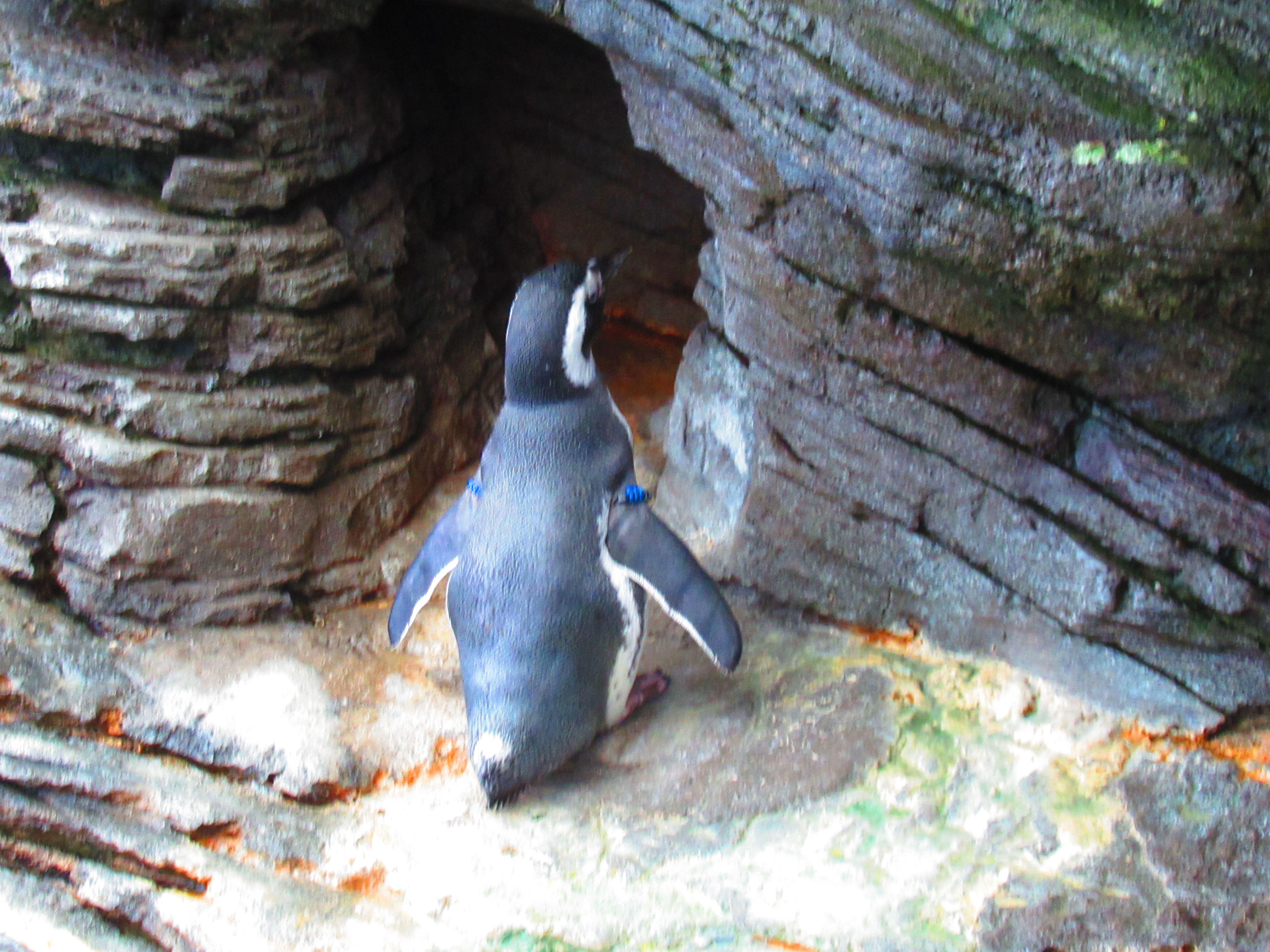 Pingouin de dos hors de l'eau