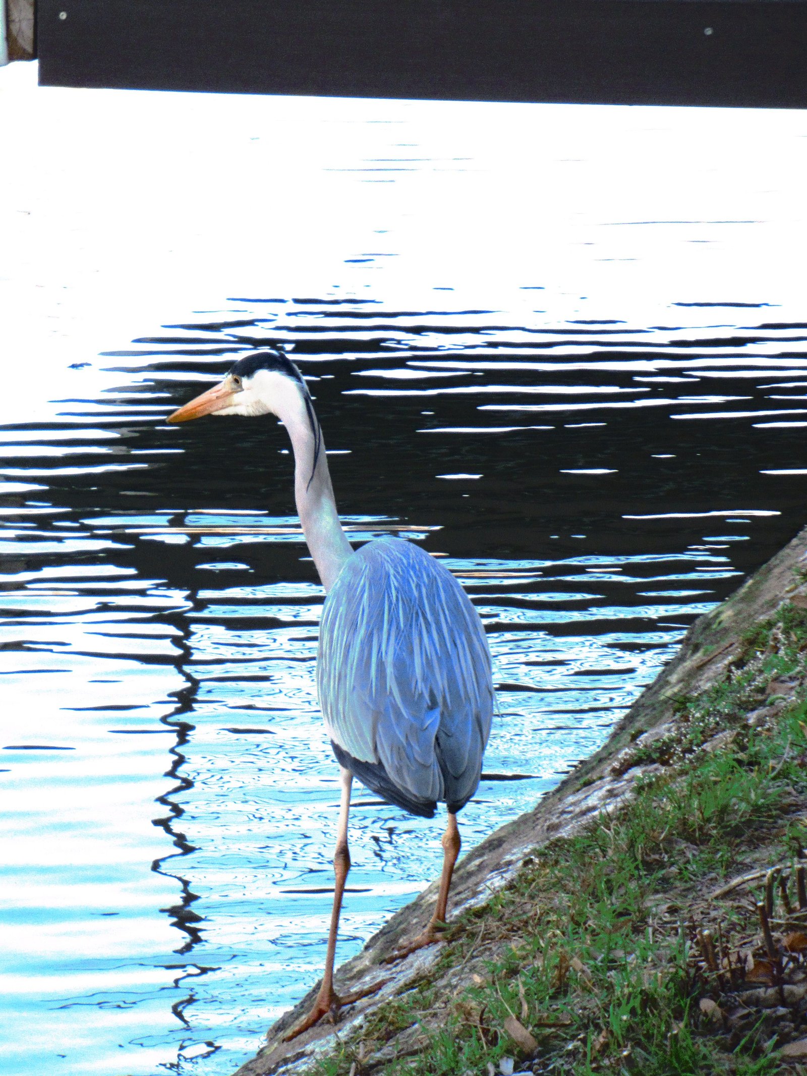 Échassier au bord de l'eau