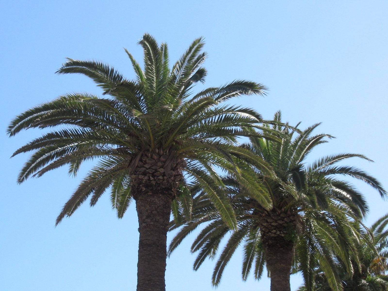Palmier dattier des canaries  photo gratuite- Kostenloses Foto der Kanarischen Dattelpalme