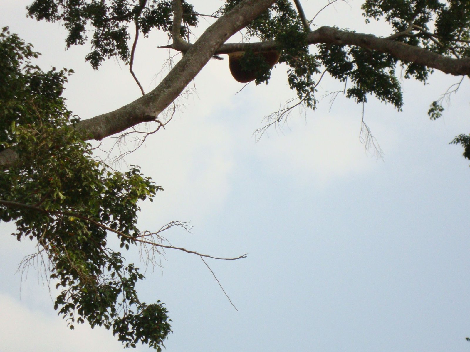 Les branches d'un arbre, photo gratuite