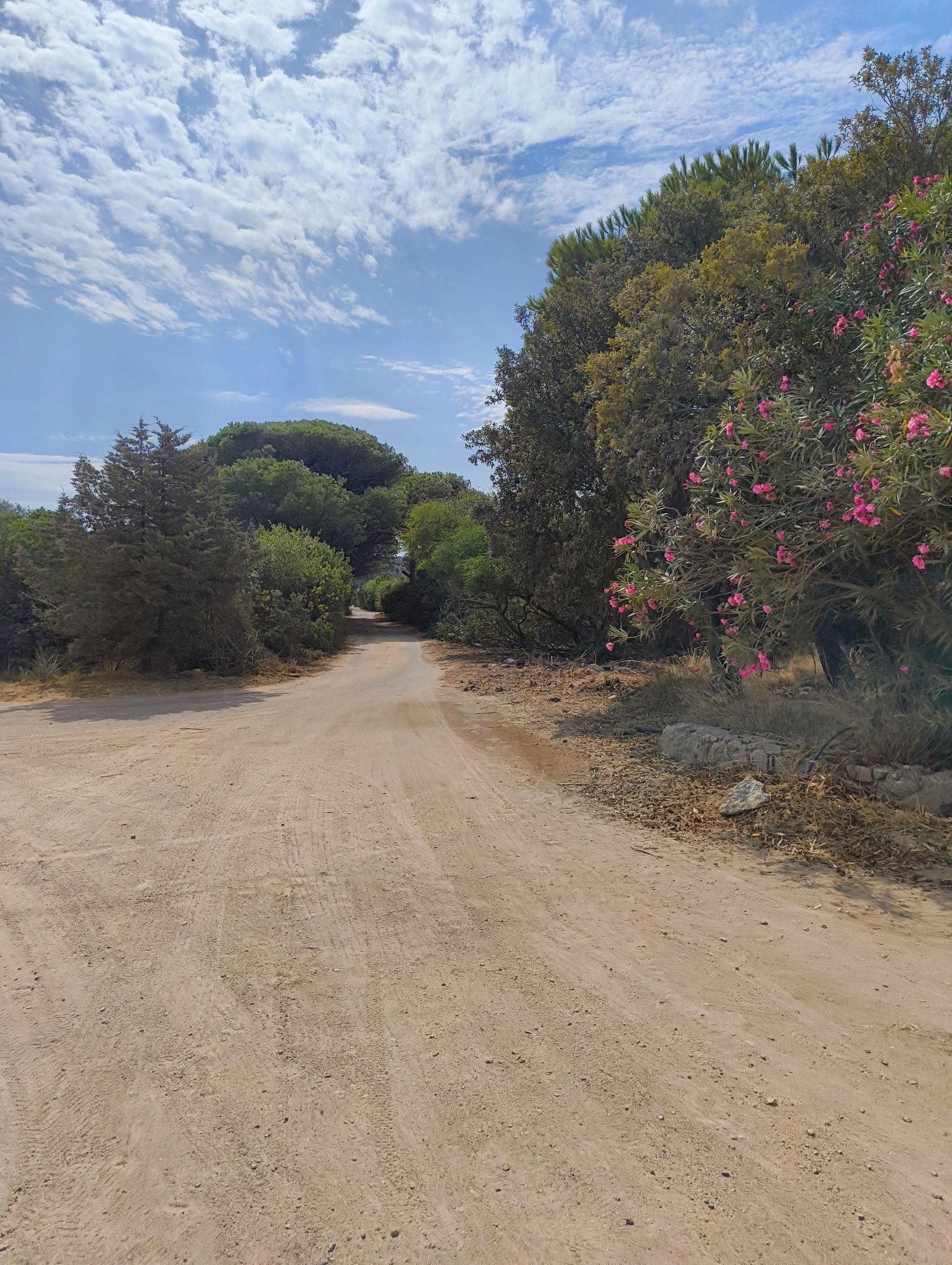 Un chemin de terre borné d'arbres, photo gratuite
