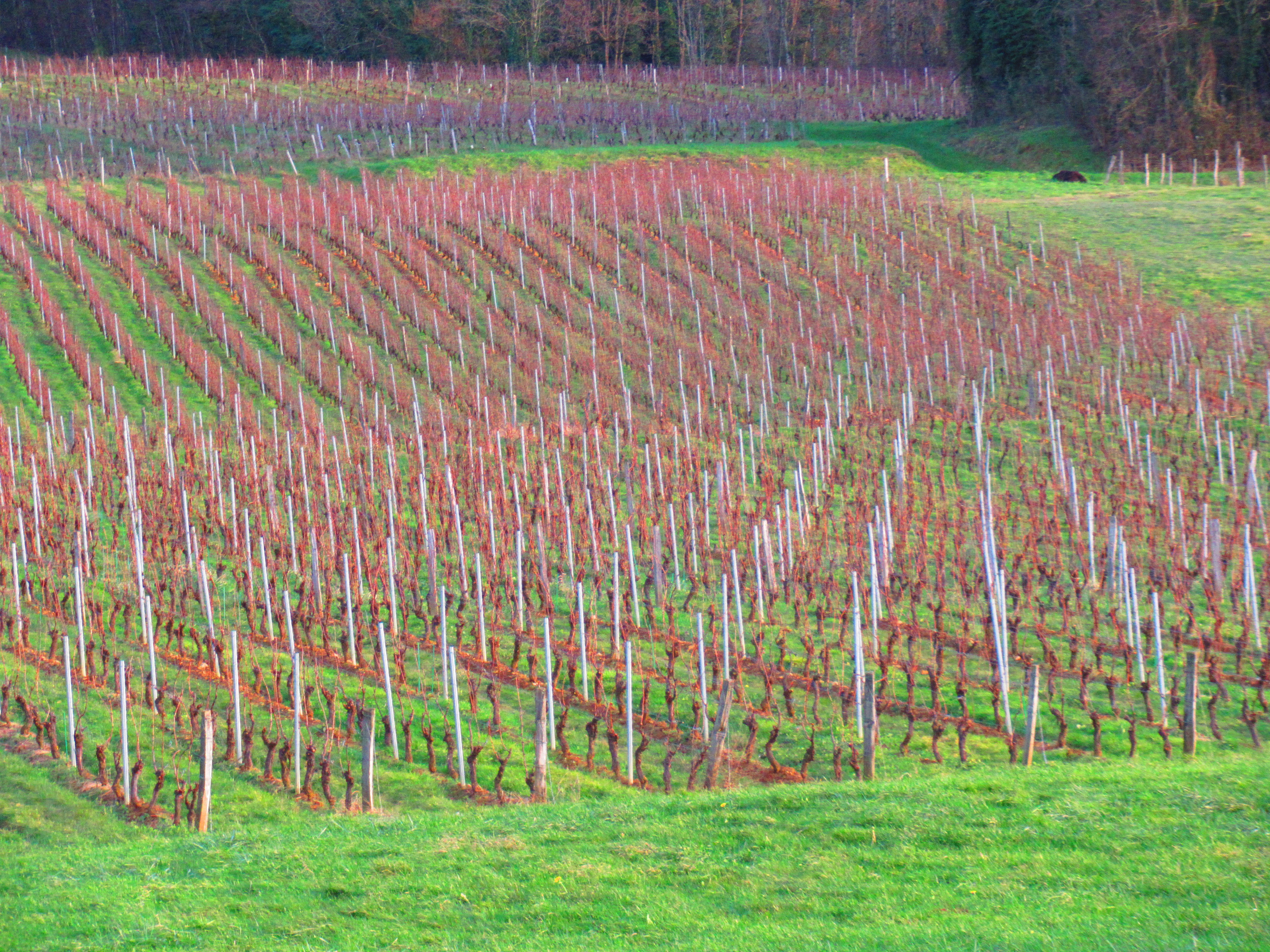free photo Vineyard at Passenans in the hills of Jura France, agriculture, grape and wine production.