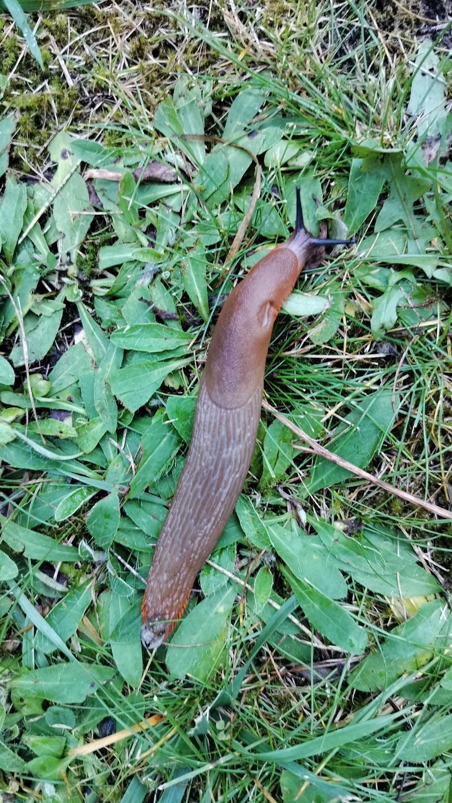 Gros plan d'une limace brune