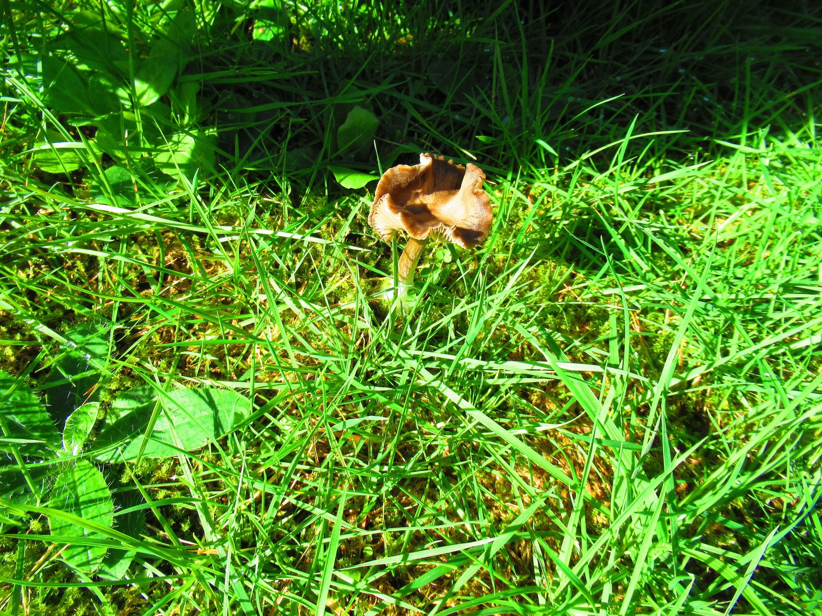 Petit champignon brun dans l'herbe