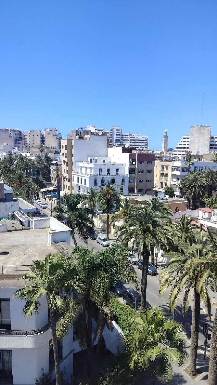 Palmiers à Casablanca Maroc, photo gratuite