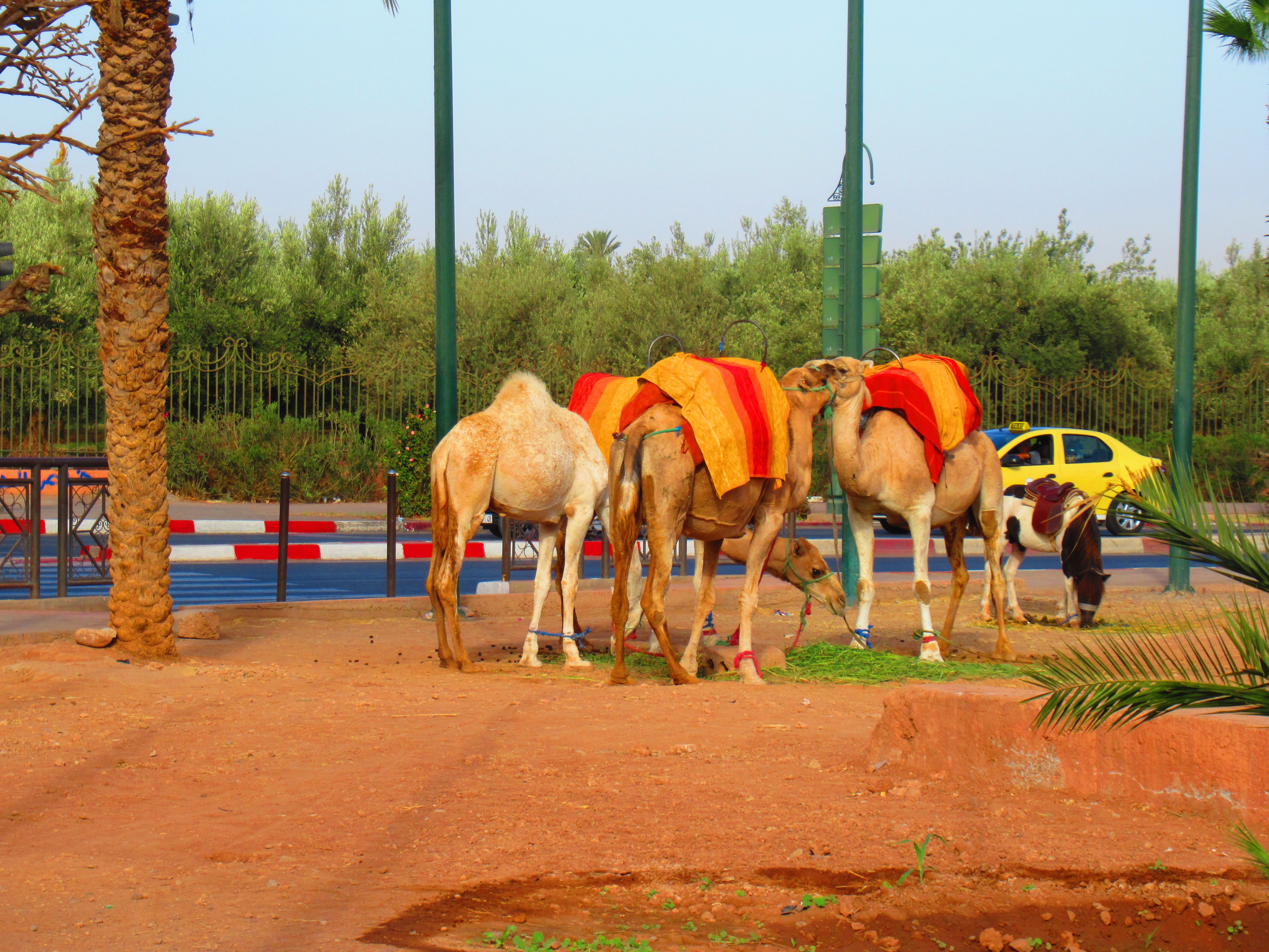 Photo gratuite Dromadaire du Maroc, animal, nature, découverte