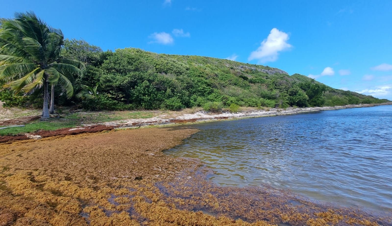 Plage envahie de sargasses en Guadeloupe