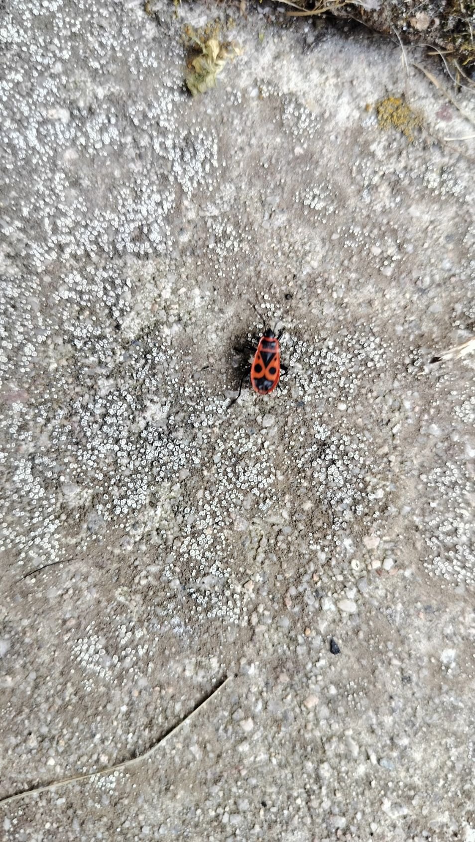 Gendarme Petit insecte rouge et noir