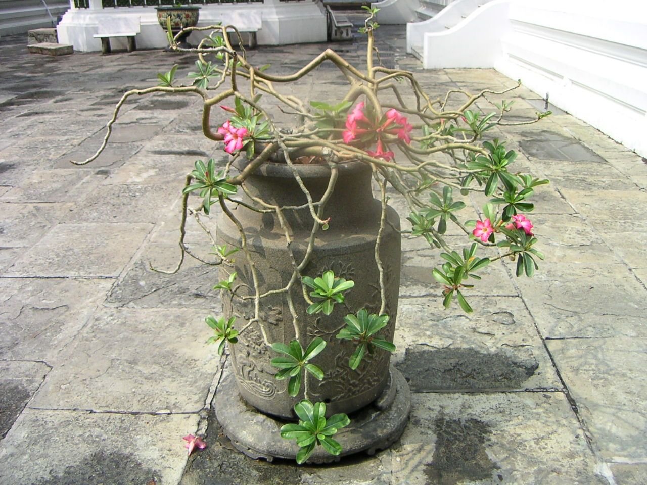 Un pot de fleurs dans un temple Thaïlandais photo gratuite