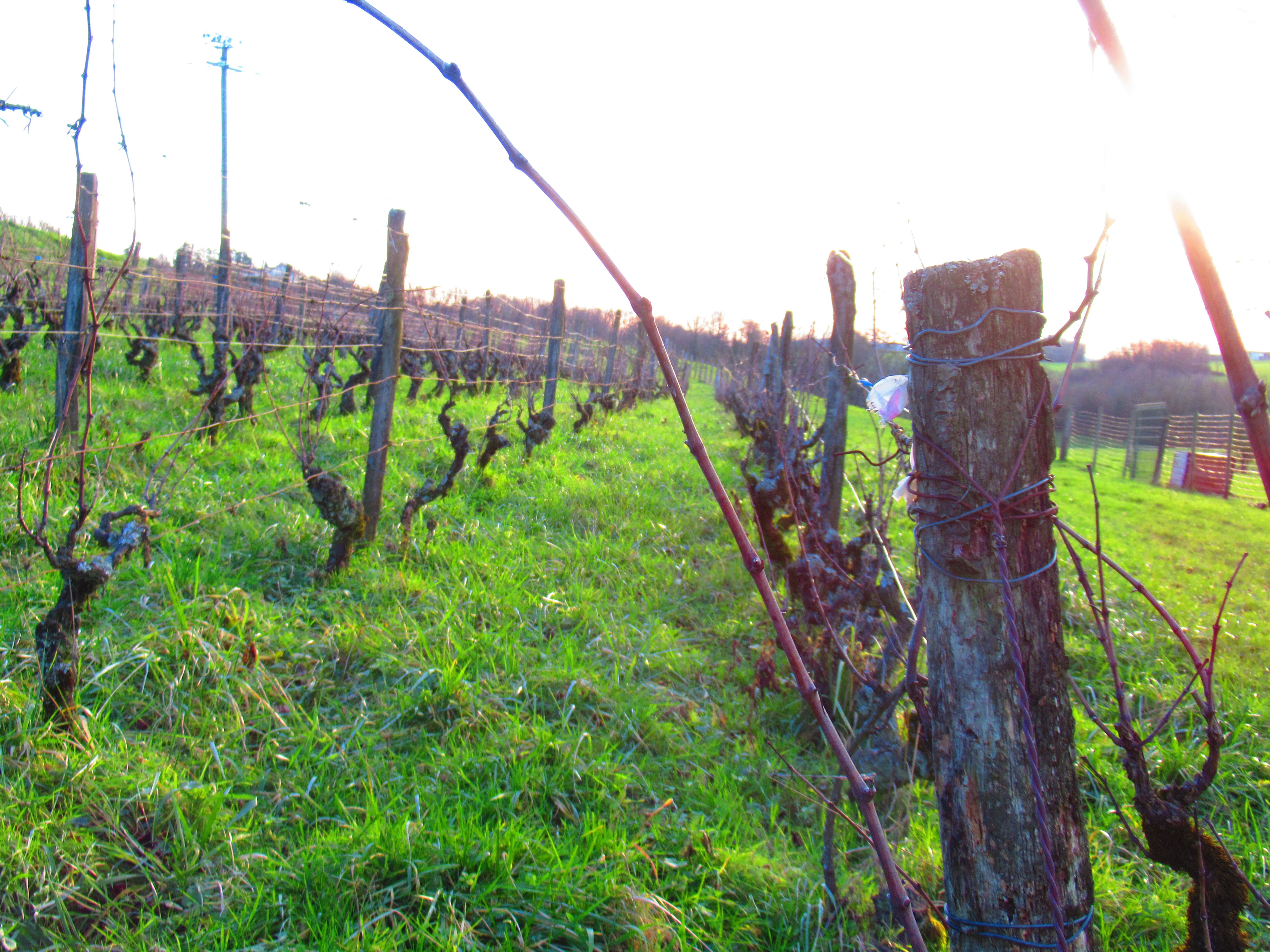 free photo Vineyard at Passenans in the hills of Jura France, agriculture, grape and wine production.