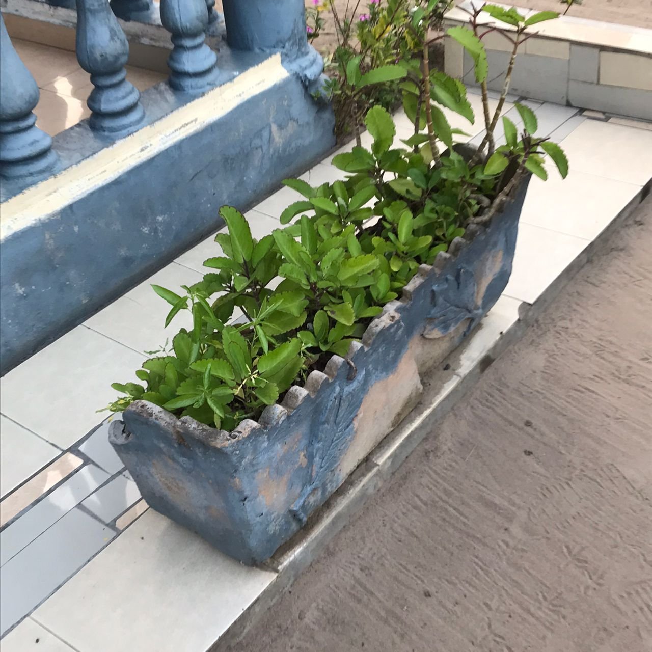 Jardinière extérieure avec plantes vertes photo gratuite