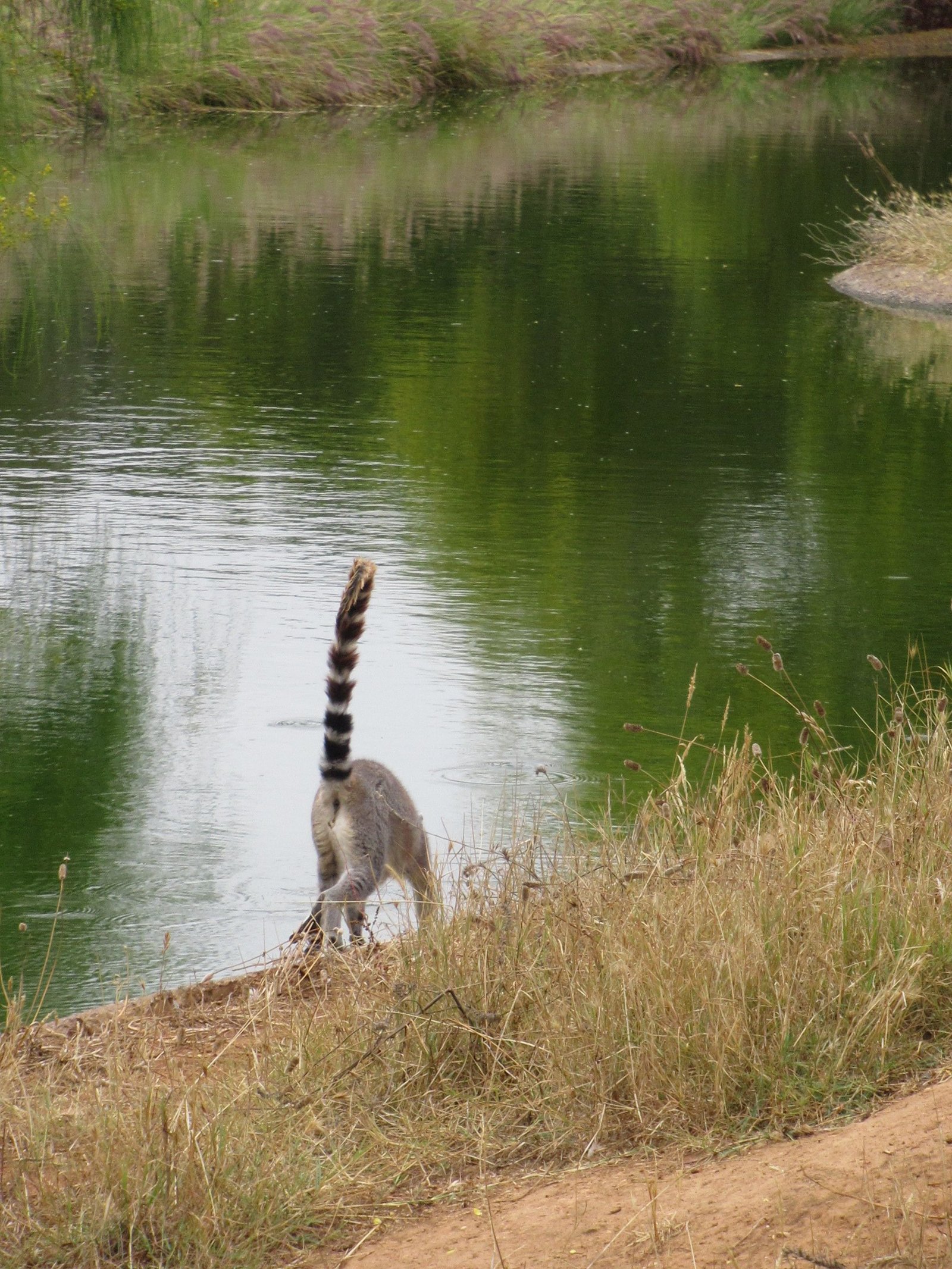 Vue sur la queue d'un lémurien du zoo de Rabat au Maroc