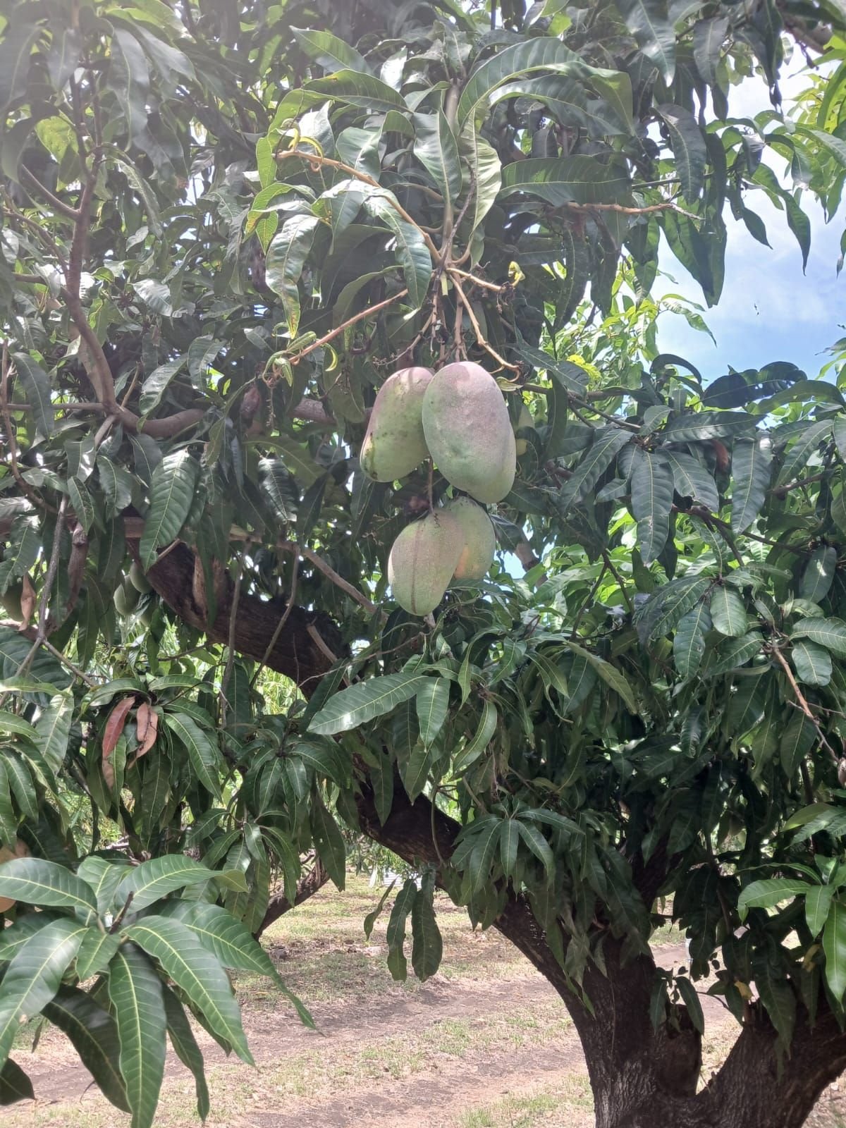 Mangues suspendues à un manguier, photo gratuite