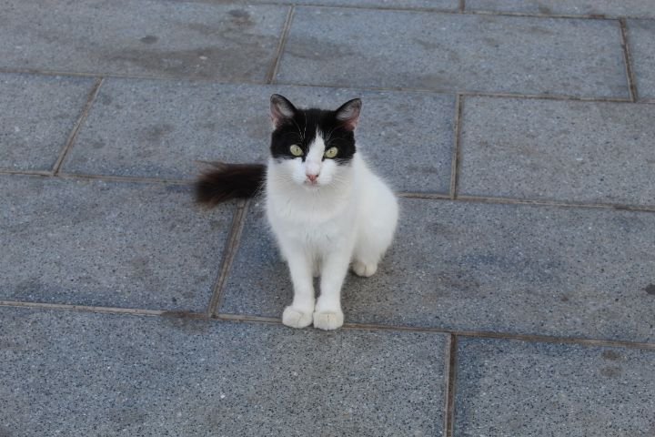 Chaton noir et blanc