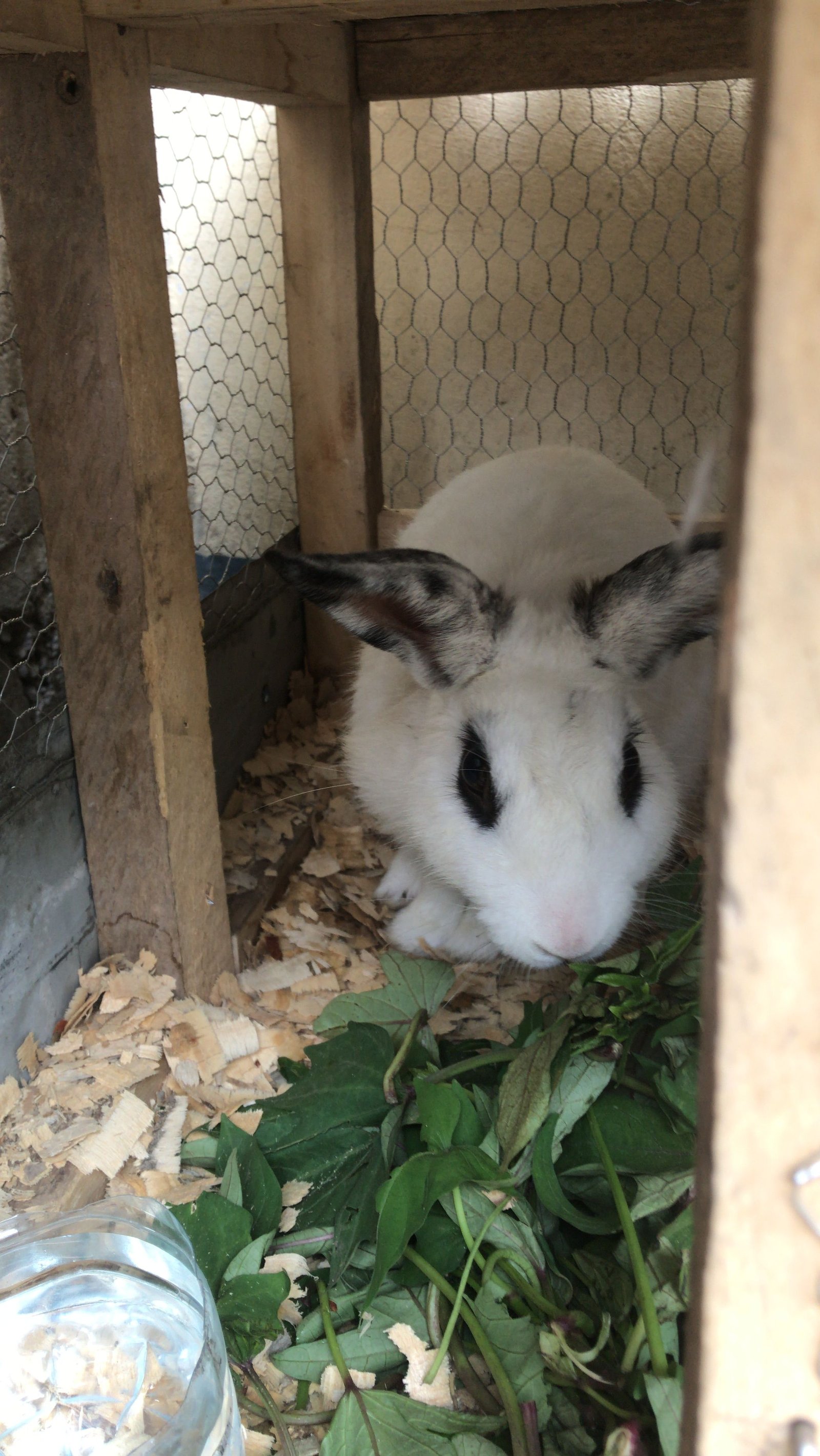 Un lapin blanc dans une cage photo photo gratuite
