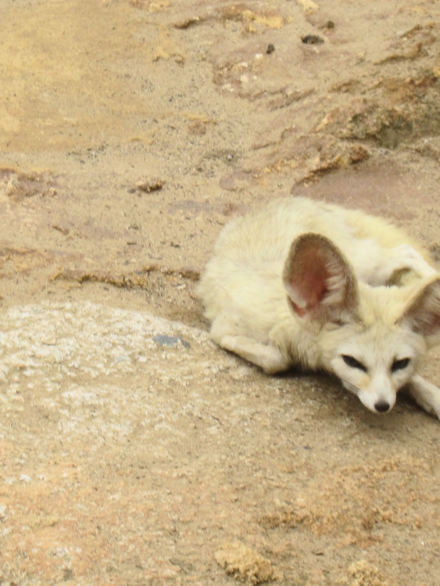 Sand fox at Rabat Zoo in Morocco