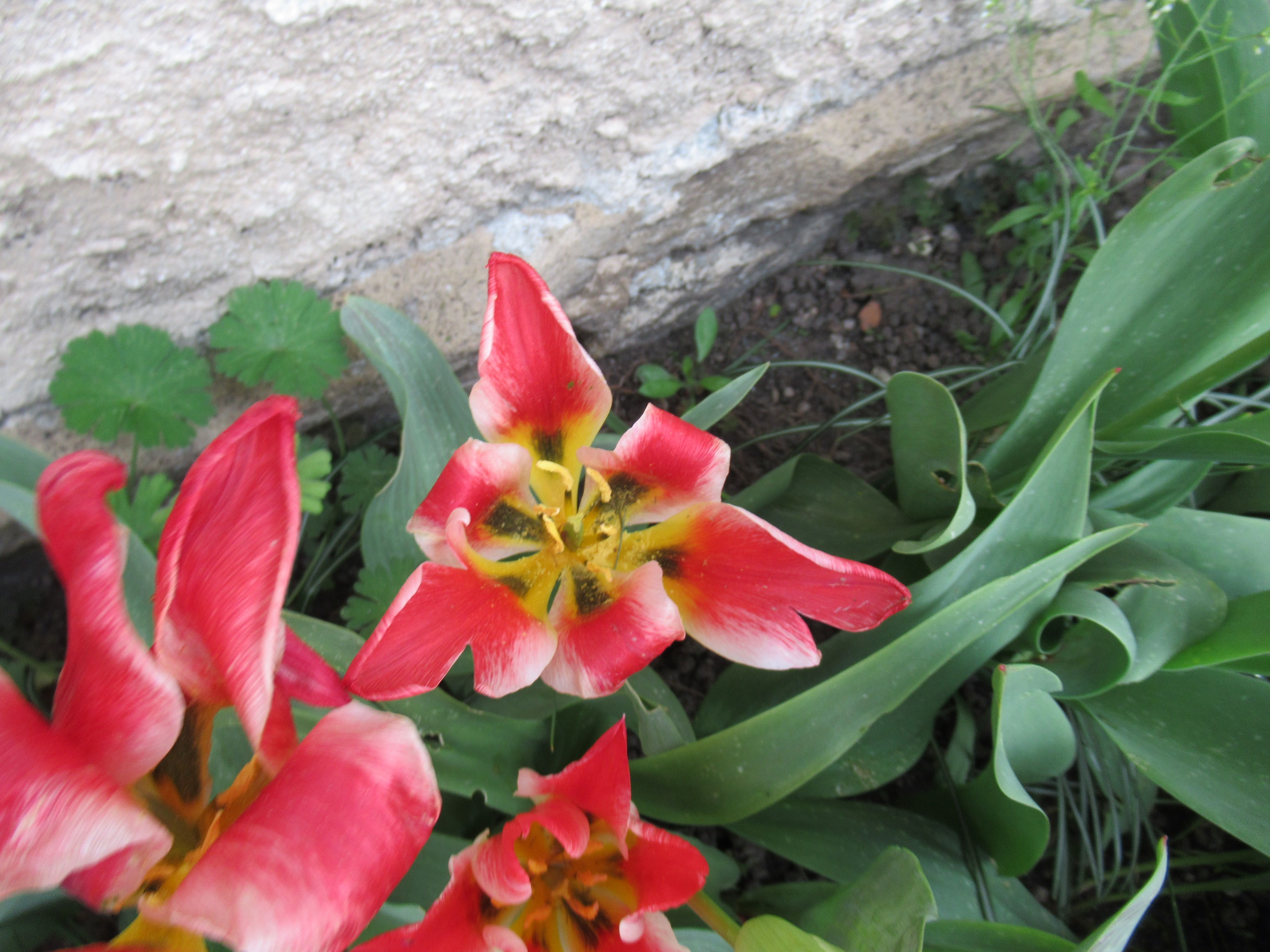 Tulipes rouges