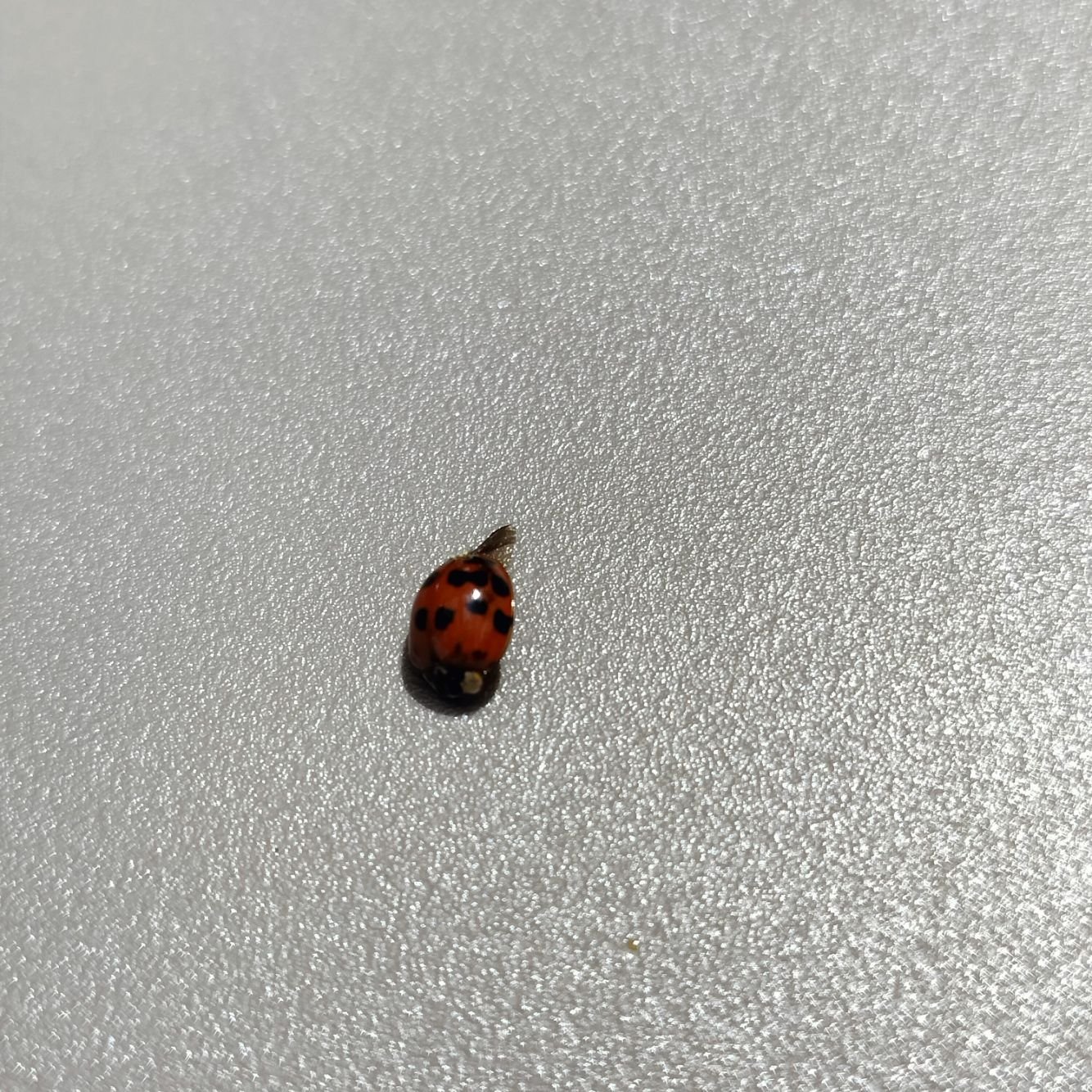 Coccinelle photo gratuite