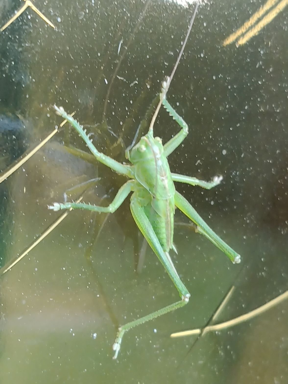 Grande sauterelle verte, criquet, photo gratuite