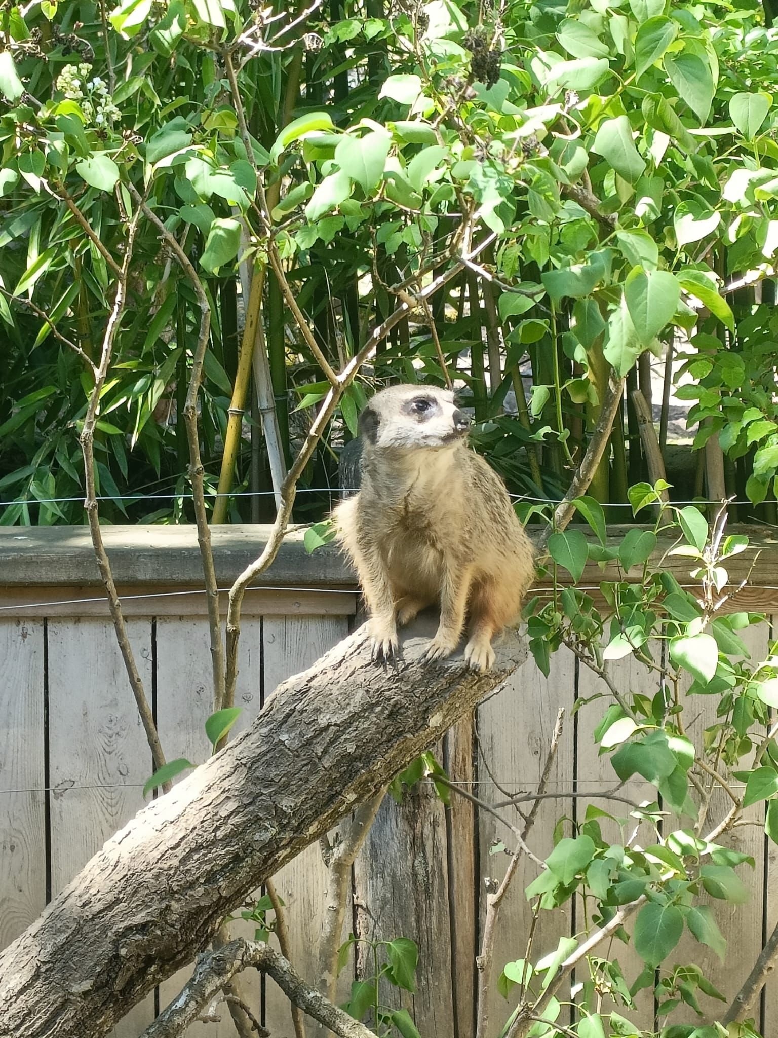 Suricate, Zoo d'Amneville, Moselle, Lorraine, photo gratuite