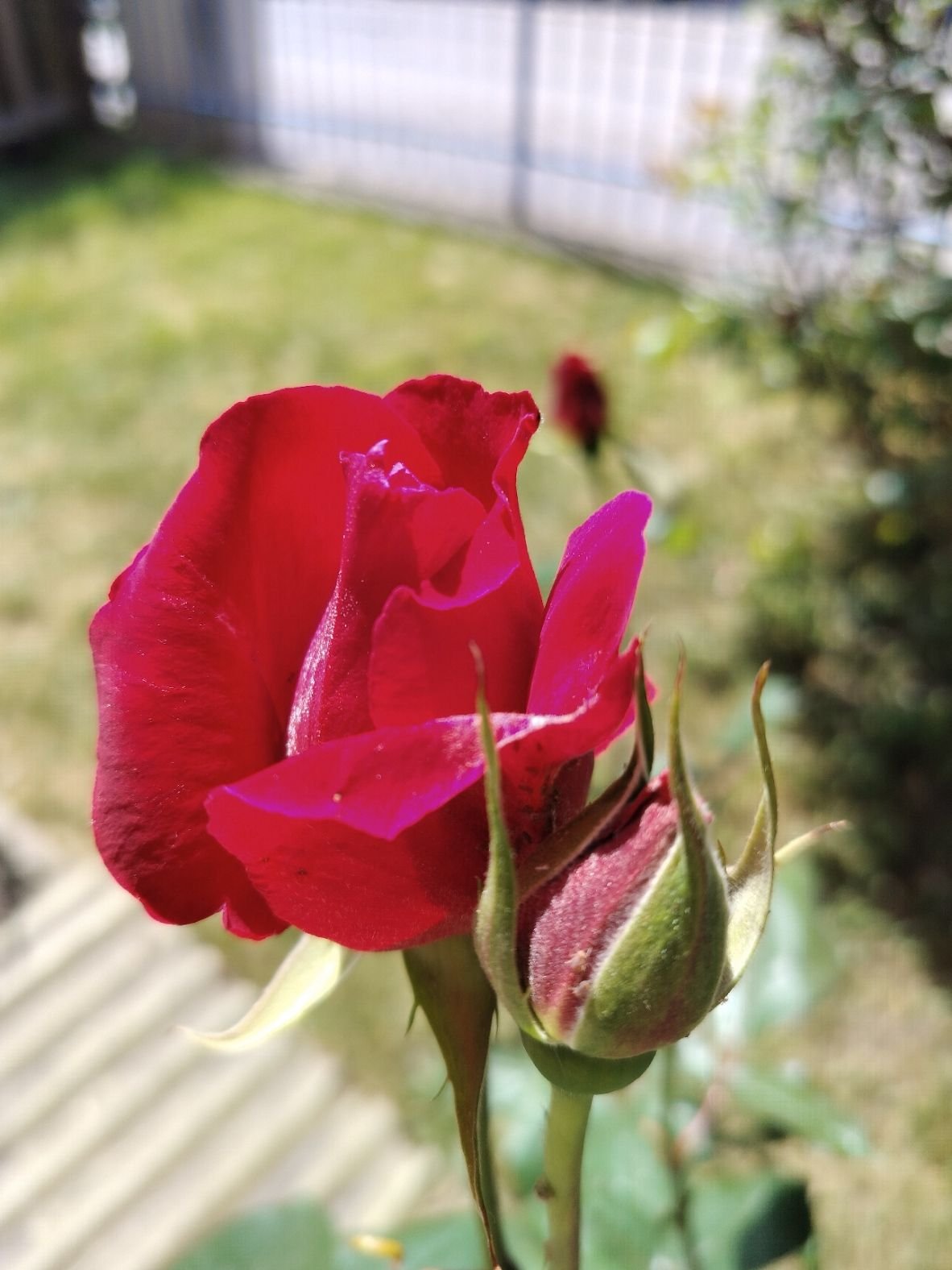 Fleur de rose rouge dans le jardin, photo gratuite