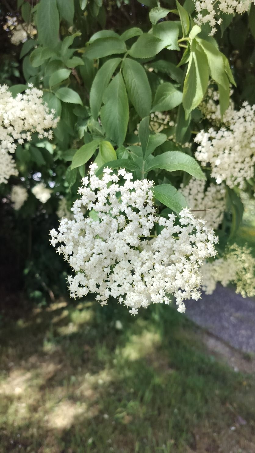 Fleurs de sureau noir, photo gratuite