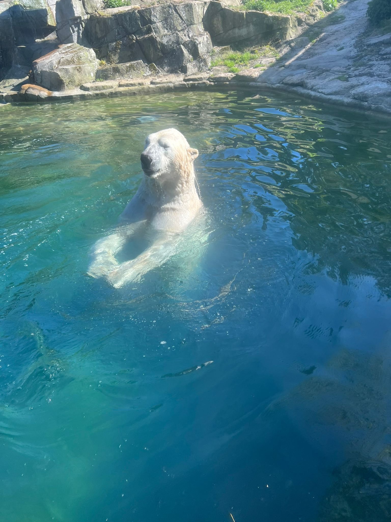 Ours polaire dans l'eau au Zoo d'Amnéville, photo gratuite