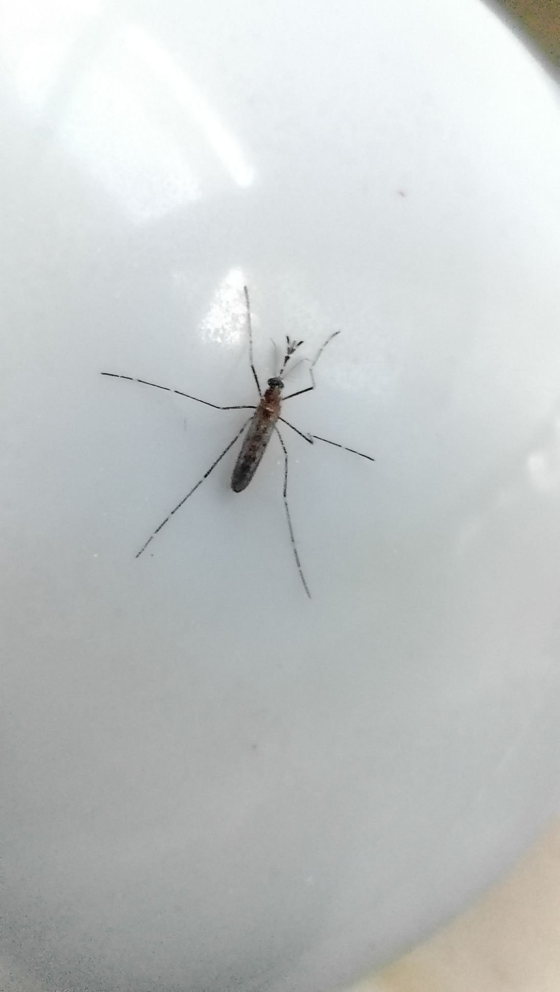 Gros plan sur un moustique