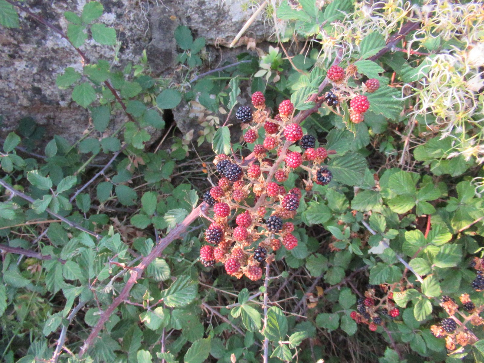 Des mûres sauvages, photo gratuite