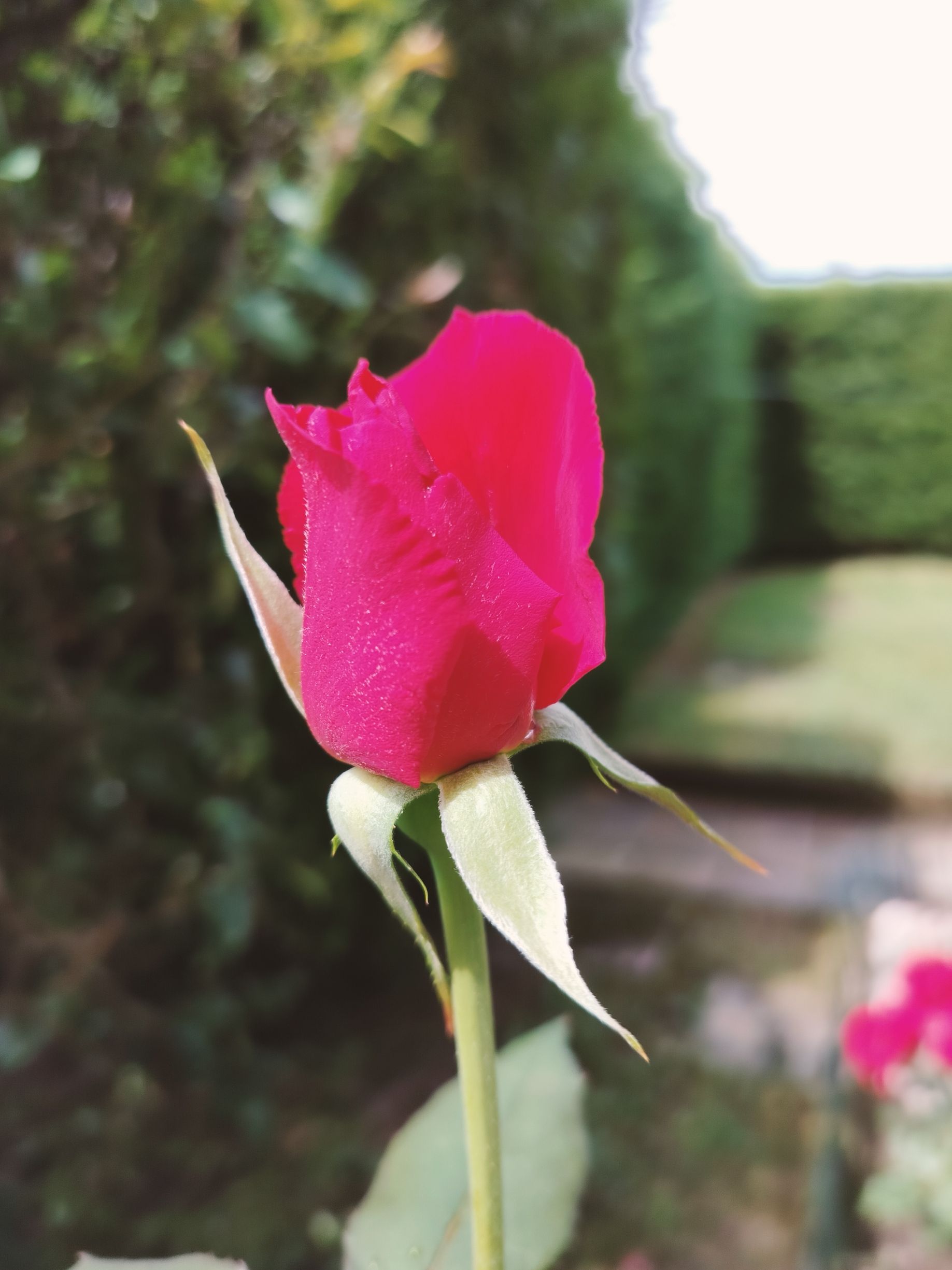 Fleur rose rouge