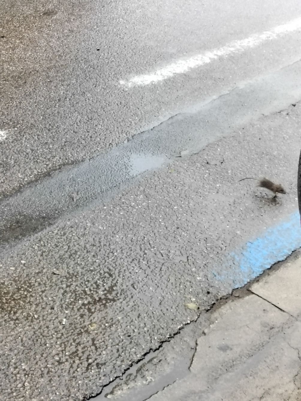 Un rat traversant une route humide, photo gratuite