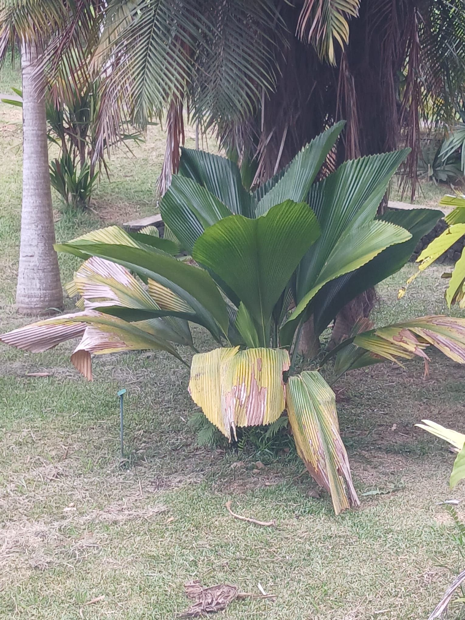 Un Johannesteijsmannia, palmier rare, photo gratuite