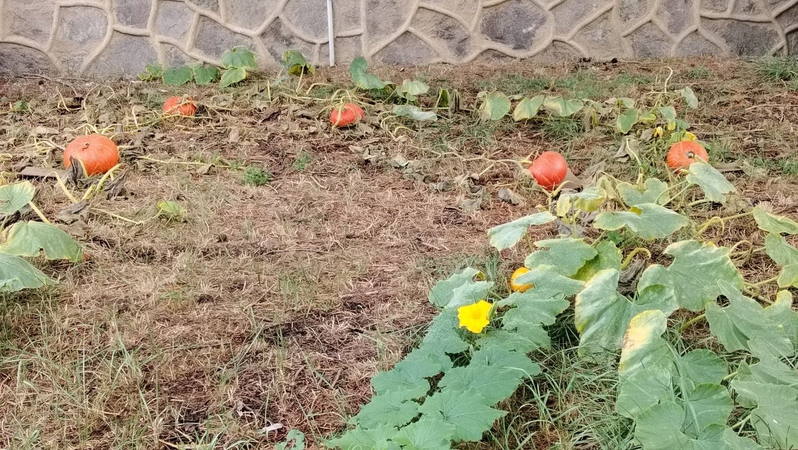 Jardin potager de citrouilles