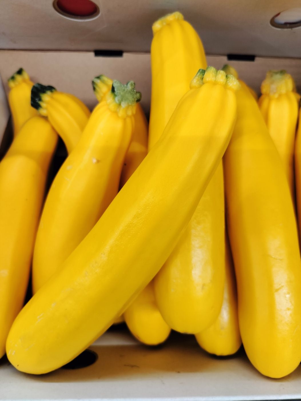 Courgettes longues jaunes