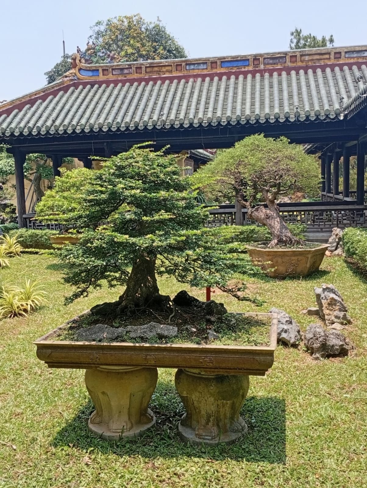 Arbre bonsaï dans une cour de temple bouddhiste au Vietnam, photo gratuite