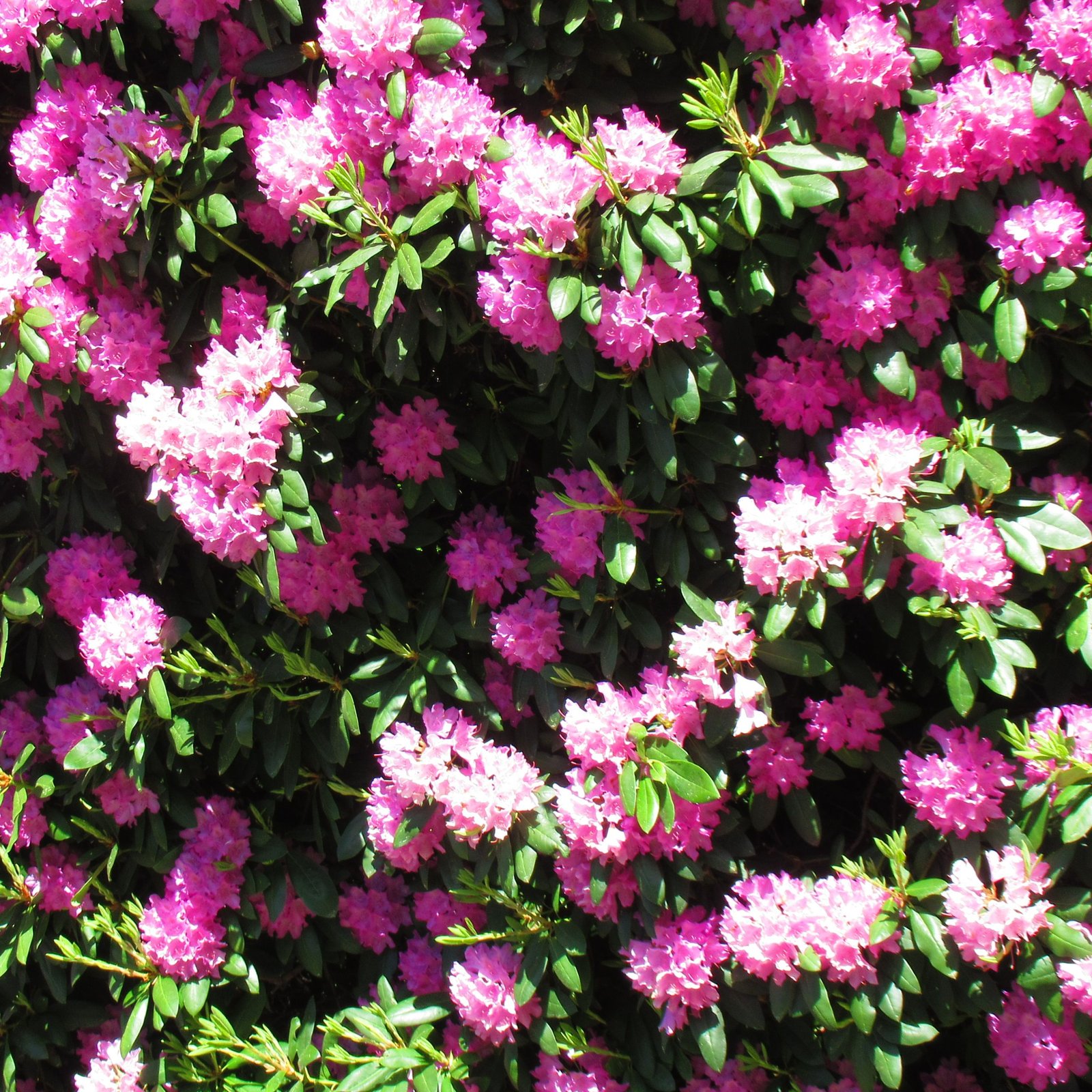 Buisson de fleurs roses