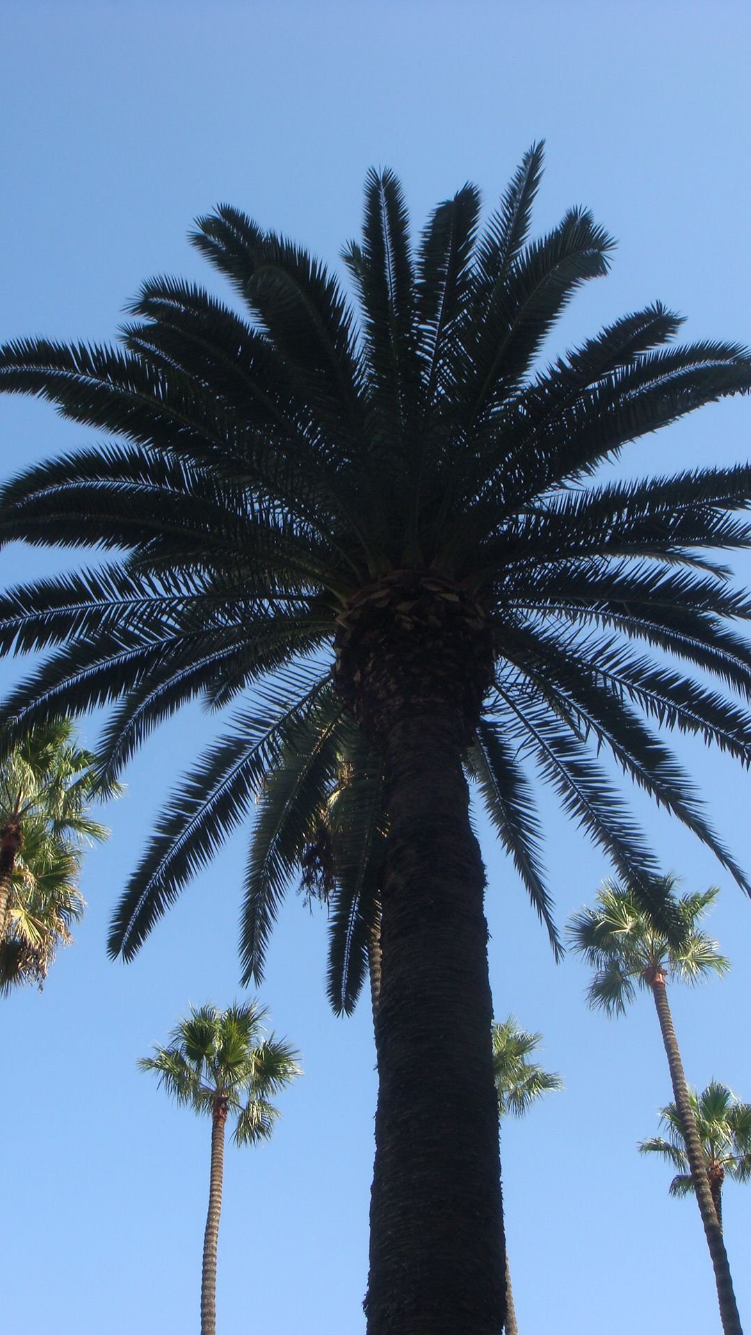 Palmier sous le ciel bleu photo gratuite