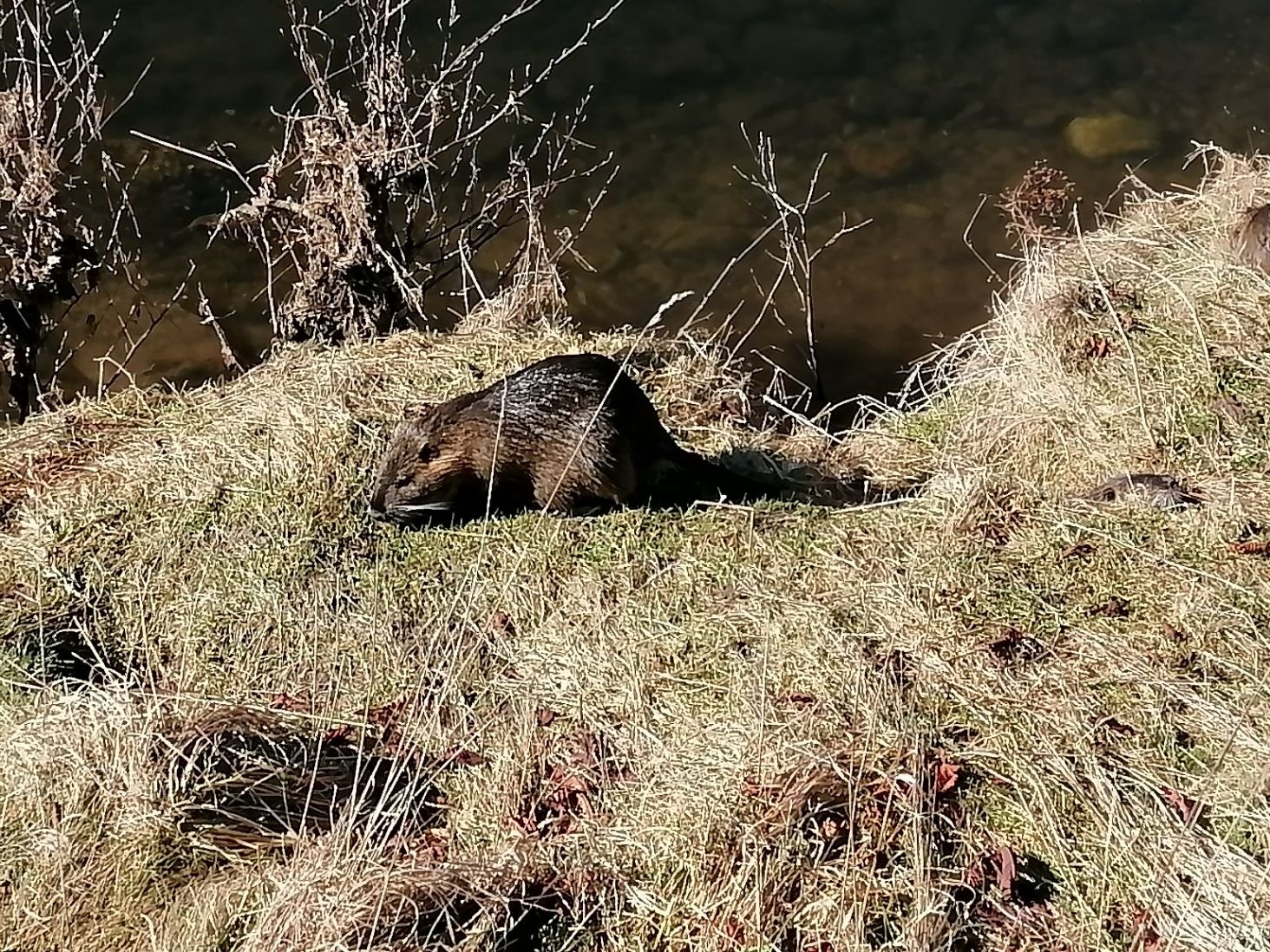 Ragondin au bord de l'eau