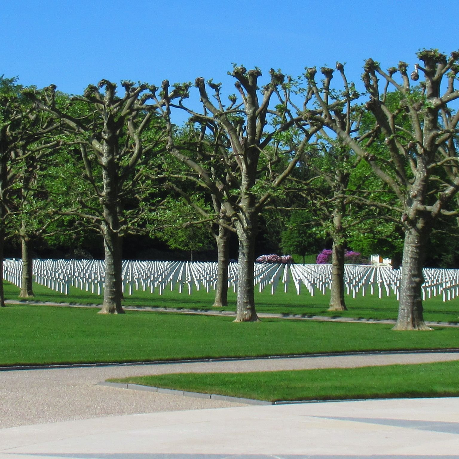 Les arbres du cimetière américain d'Epinal photo gratuite
