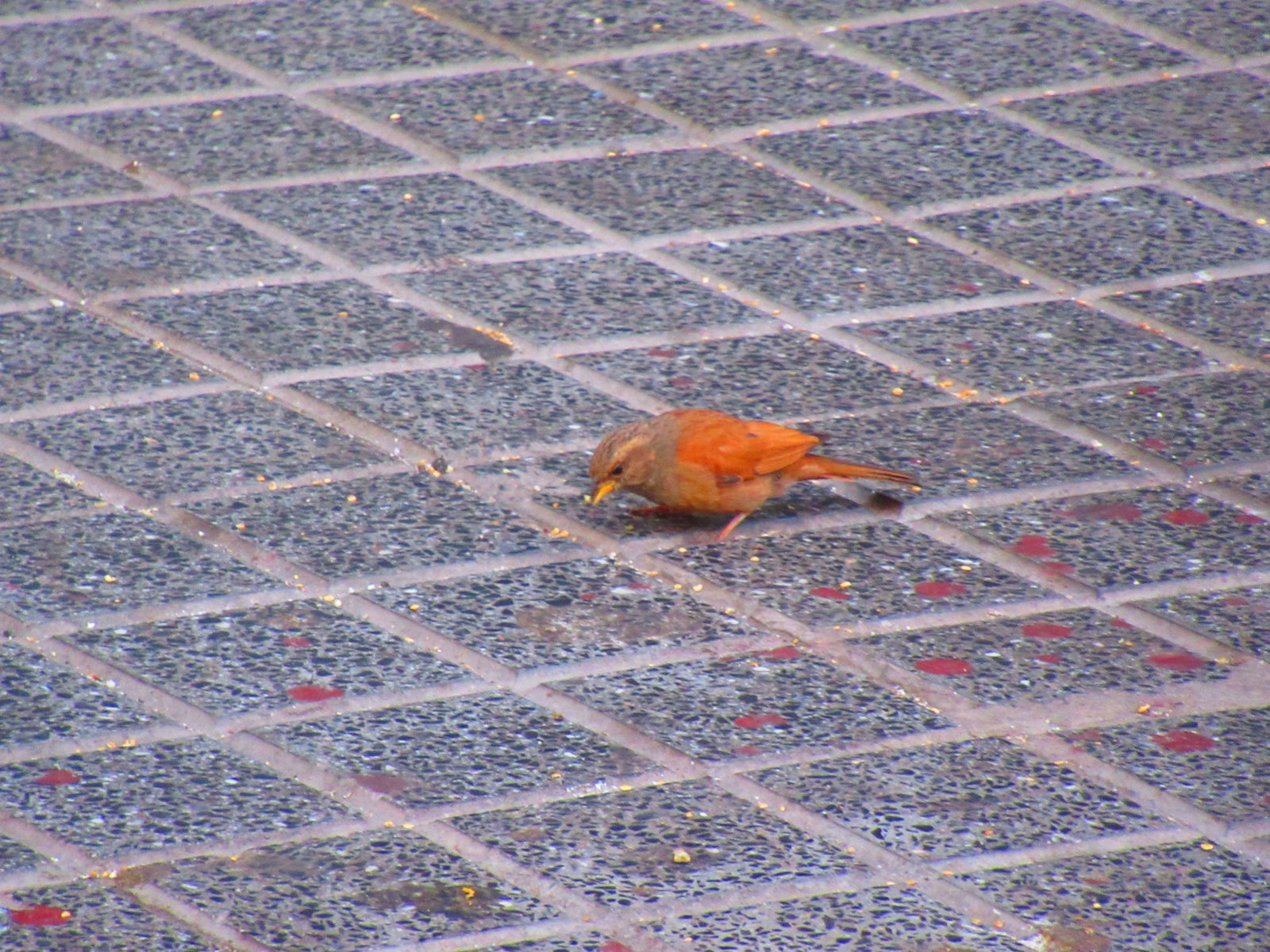 Petit oiseau brun Bruant du Sahara
