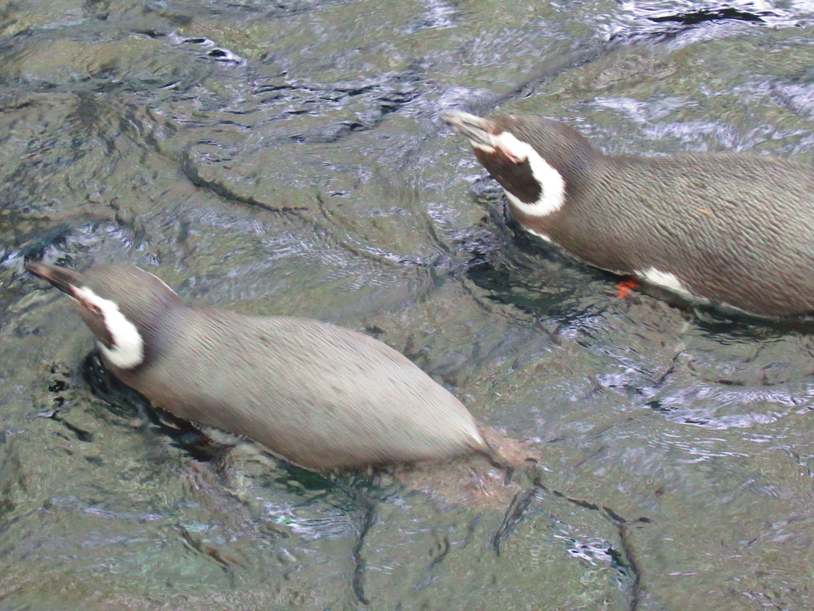 Pingouin de dos hors de l'eau de profil, Oceanarium de Lisbonne, Portugal