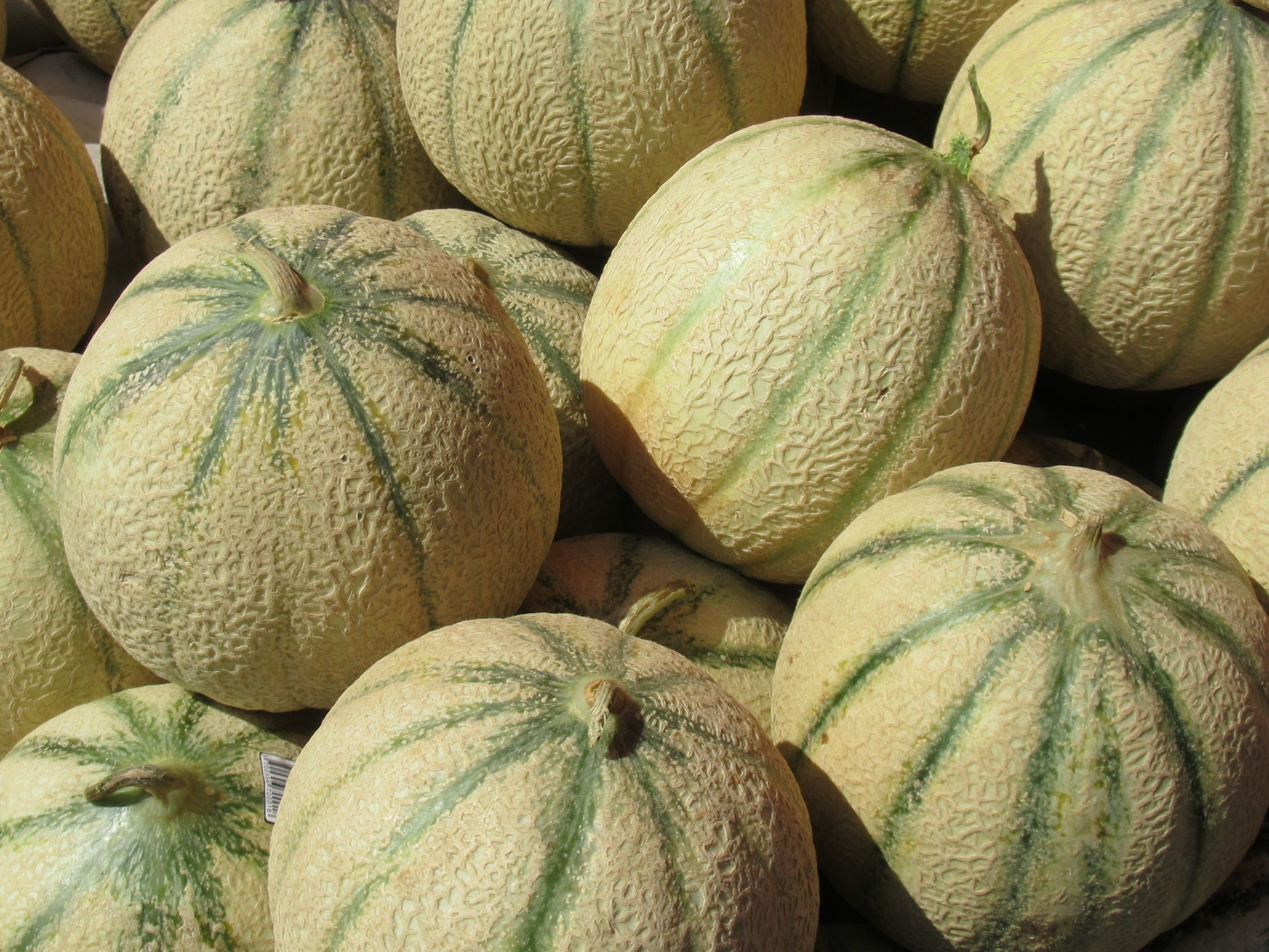 Melon charentais - Charentais-Melone