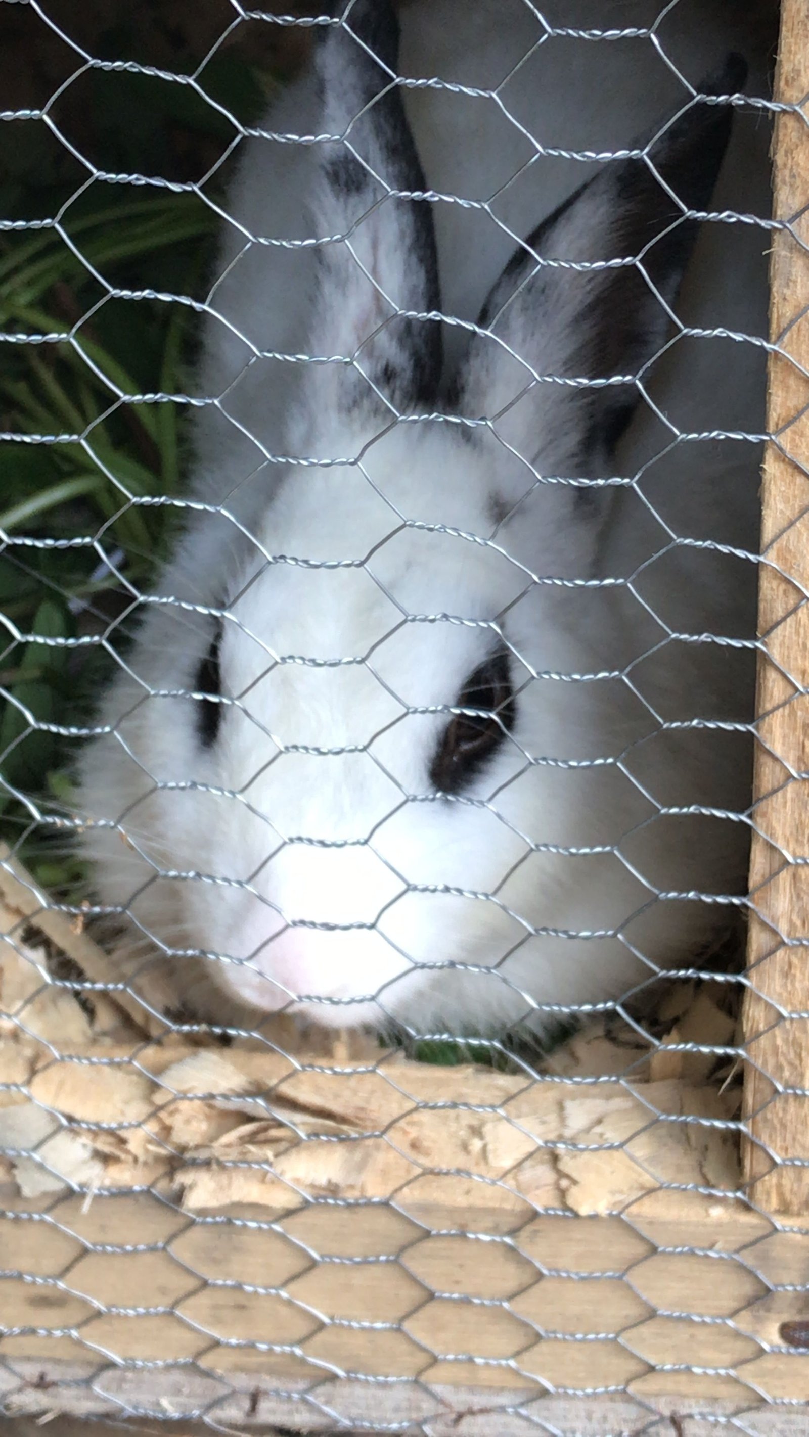 Le regard d’un lapin photo gratuite