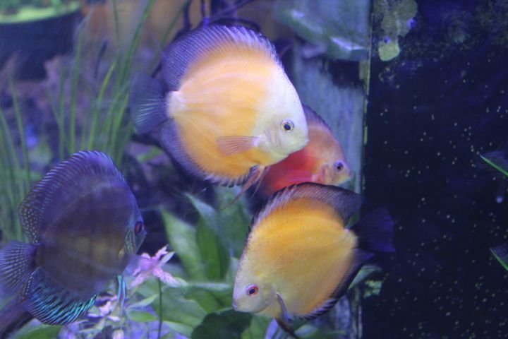 Poissons discus en aquarium photo gratuite