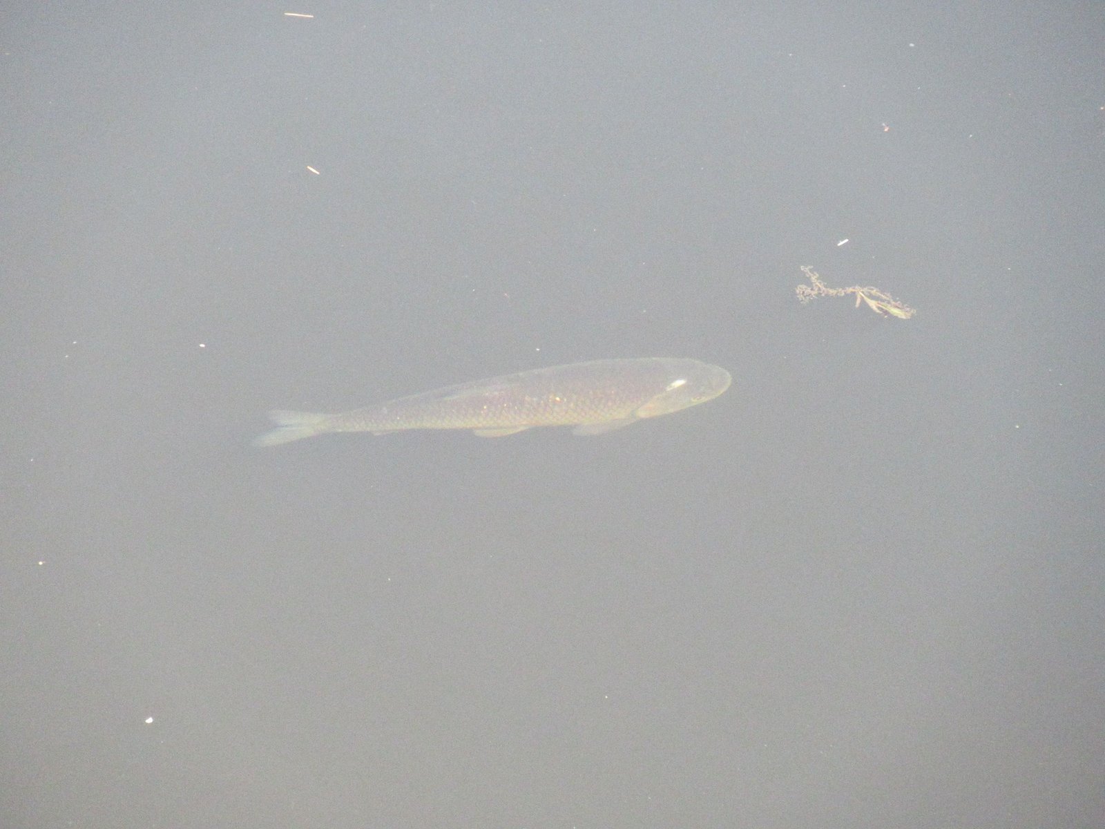 poissons nageant dans l'eau