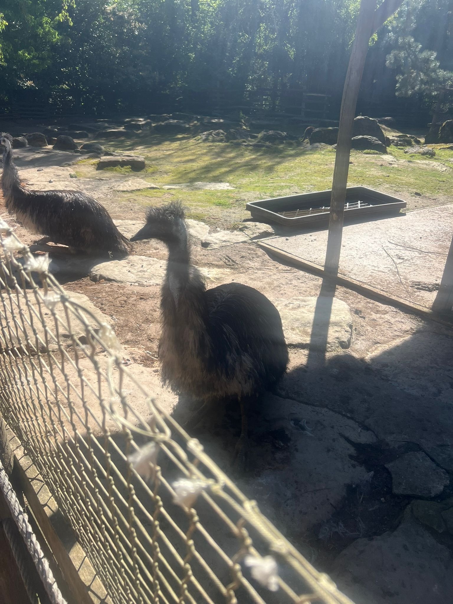 Emeu, oiseau, Zoo d'Amneville, Moselle, Lorraine, photo gratuite