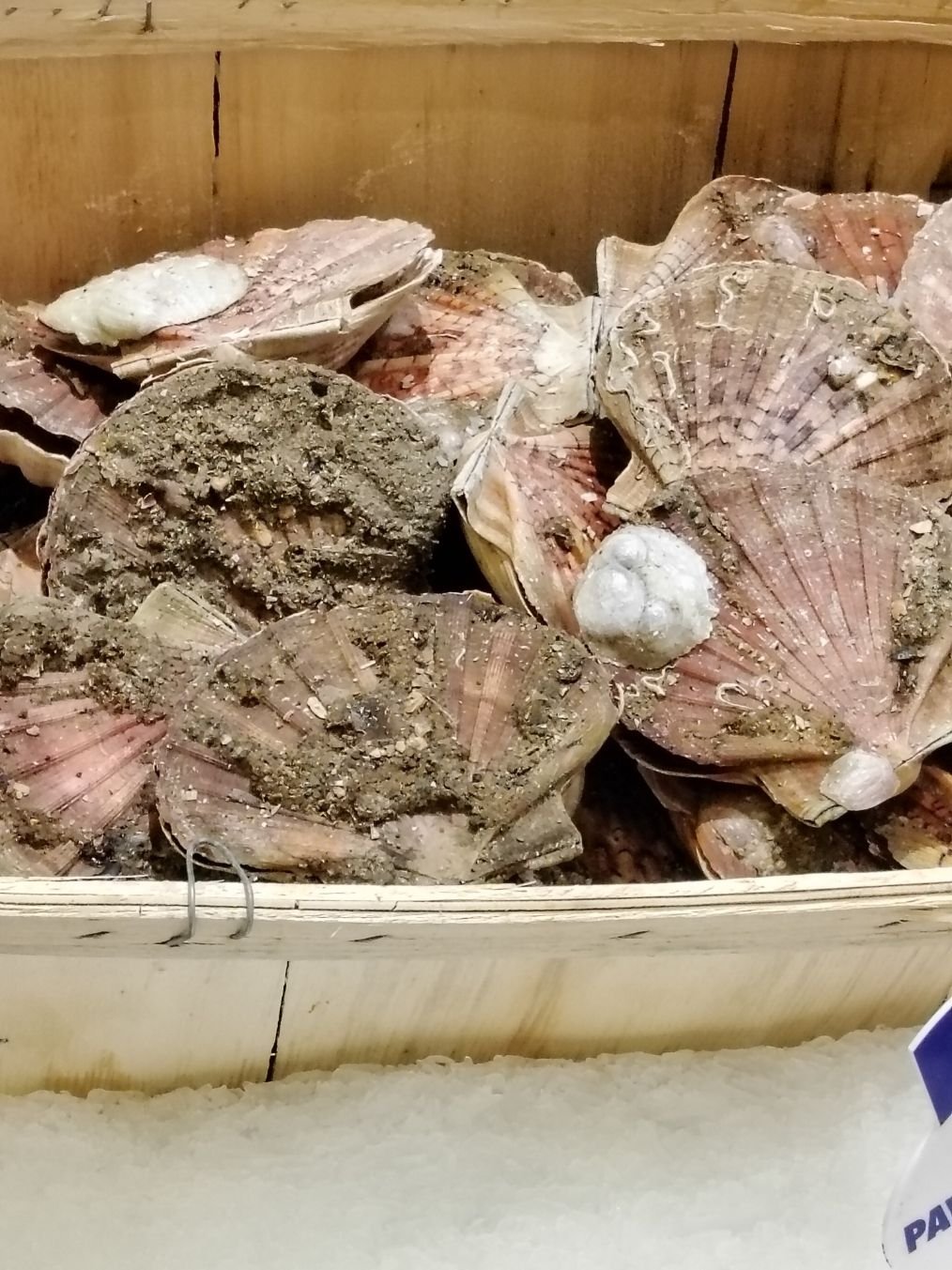 Coquilles Saint-Jacques