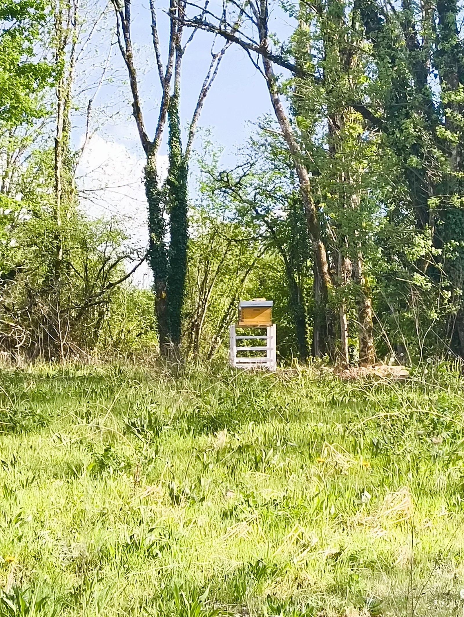 A beehive in a grassy field surrounded by trees, free photo