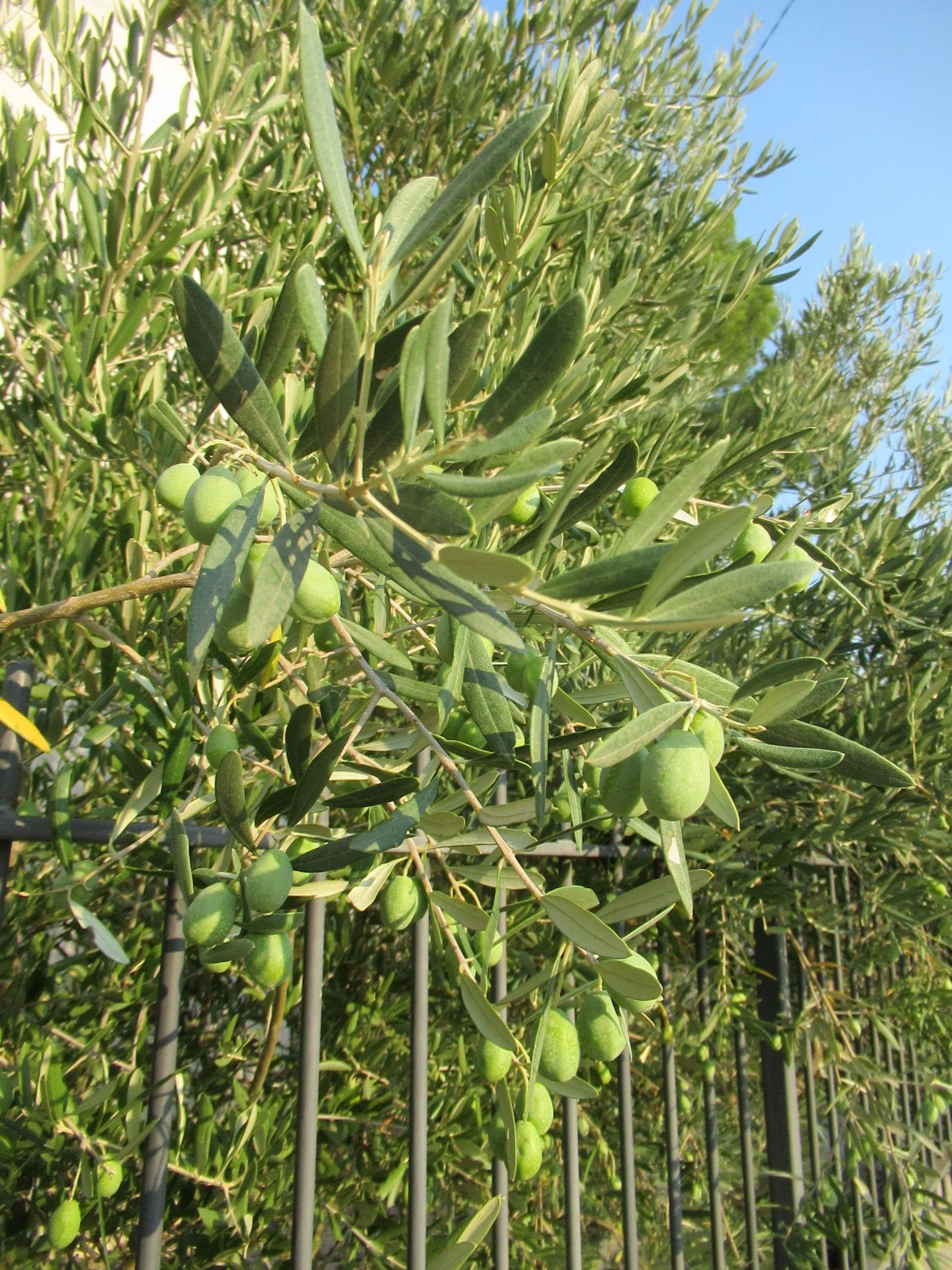 Olives vertes, photo gratuite